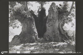 Velho tronco de castanheiro