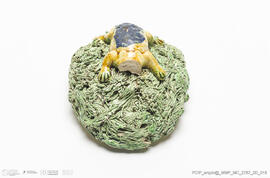 Jarro musgado Lagarto