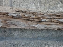 Órgão - pormenor estrutura - ataque térmita - restauro MDF