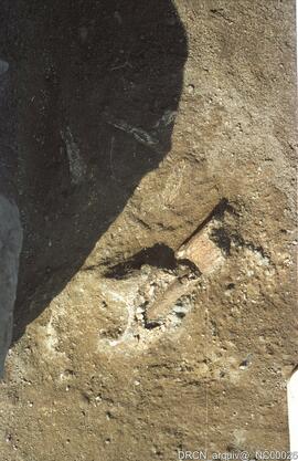 Parece algo fossilizado