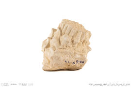 Fragmento alcachofra