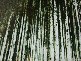 Fotografia (interior)