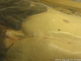 Escultura “Cristo Morto”