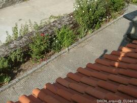 Pormenor pavimentação