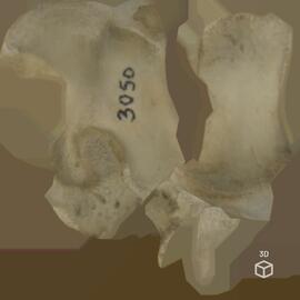 Ischium (dto.) de porco-doméstico (Sus scrofa domesticus), Large White x Landrace, ca. 12 semanas...