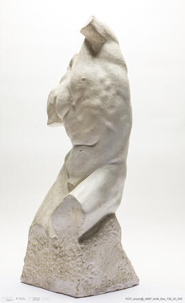 Torso Masculino