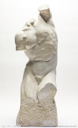 Torso Masculino
