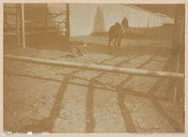 Álbum fotográfico - Passeios no Campo; saltos a cavalo; etc